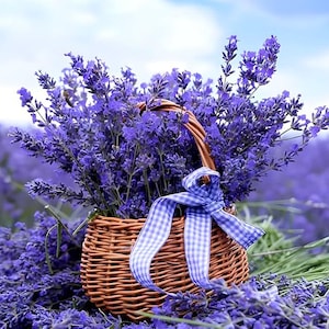 Könnte beinhalten: Ein Weidenkorb gefüllt mit leuchtend violetten Lavendelblüten, verziert mit einem blau-weiß karierten Band. Der Korb steht inmitten eines Lavendelfeldes unter blauem Himmel und erzeugt eine ruhige, natürliche Szene.