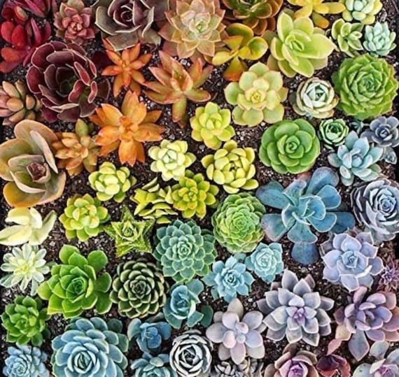 Colorful Succulent Seed Mix: DIY Organic Gardening, Easy House Plants - Etsy