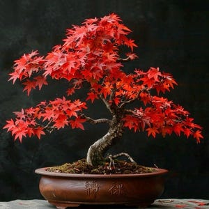 Può includere: Un bonsai con foglie rosso vivo, piantato in un vaso di ceramica marrone. Il tronco dell'albero è scuro e strutturato, con rami delicati. Il vaso ha un'iscrizione e poggia su una superficie di pietra contro uno sfondo scuro. Un bellissimo esempio di arte giapponese.