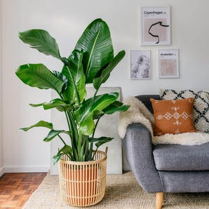 Bird of Paradise Plant Seeds: Tropical Flowering House Plant Organic Gardening