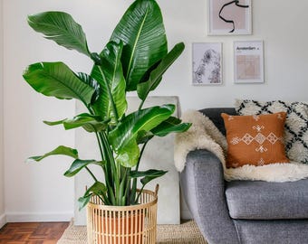 Semillas de Ave del Paraíso: Planta tropical de interior con flores para jardinería orgánica