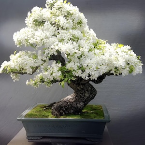 White Cherry Blossom Bonsai Tree seeds, Japanese Sakura gifts for him her mom dad teacher flowering house plant birthday perennial gardening