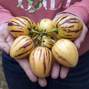 Könnte beinhalten: Ein Bund gelber und violett gestreifter Pepino-Melonen, auch bekannt als Melonenbirne, wird in den Händen einer Person gehalten.
