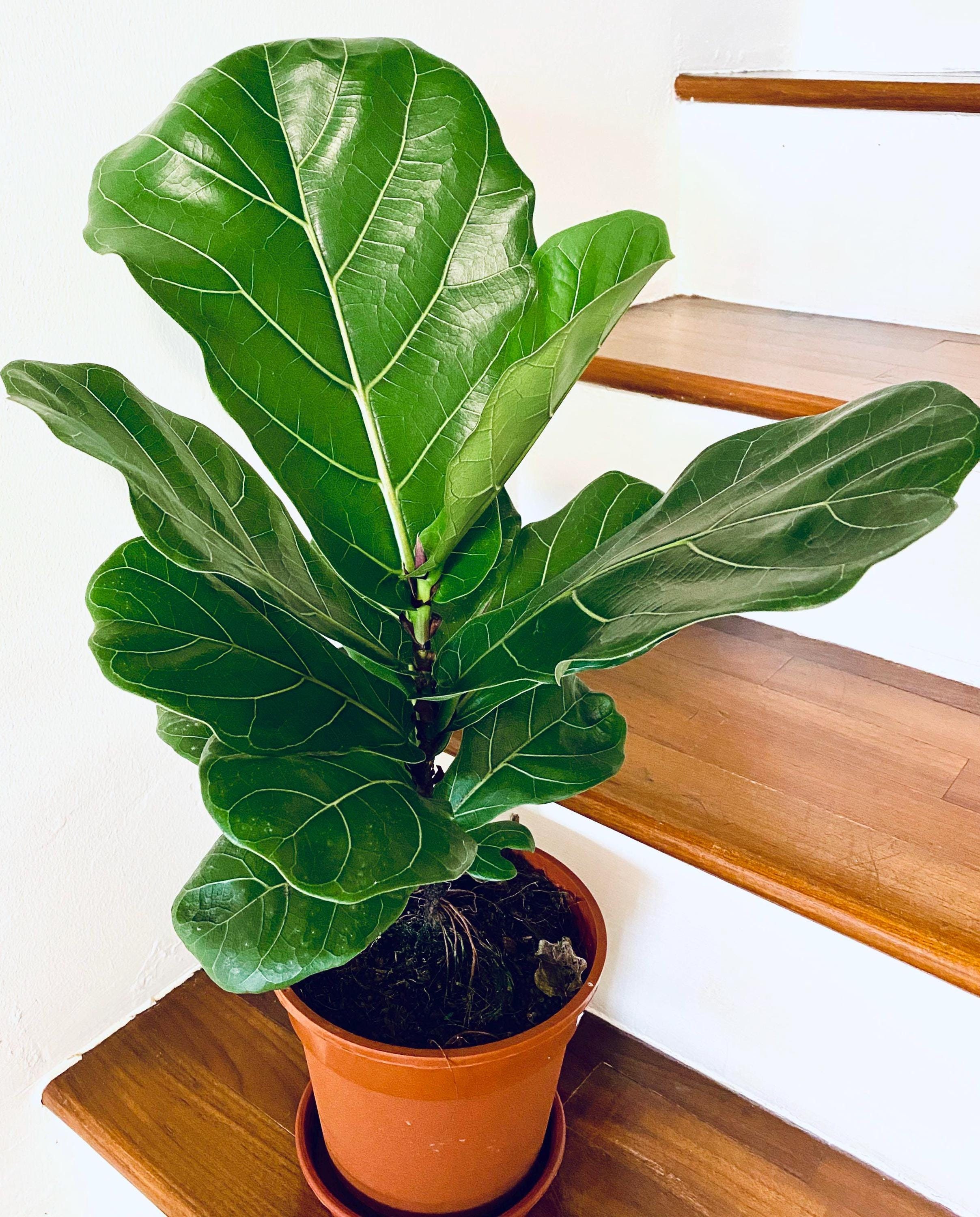 Fiddle Leaf Fig Seeds: Ficus Lyrata, DIY Home Decor, Green Tropical House  Plant - Etsy