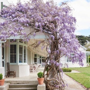 Blue Rain Wisteria seeds, best gift for him her mom dad teacher home decor DIY gardening, birthday house plants gifts, frost hardy perennial