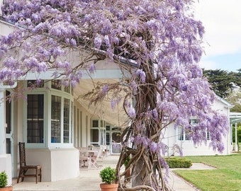 Blue Rain Wisteria, Fast Growing, Amazing Colours, Gift idea, Fun and Easy to Grow, Success Guaranteed, fast shipping