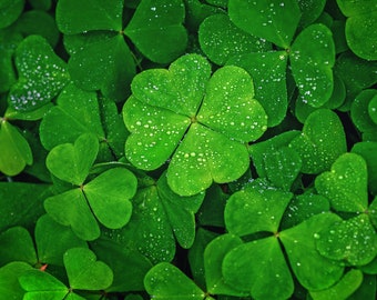 Lucky Irish Clover seeds, a beautiful gift, Amazing Color, Fun and Easy to Grow, organic, Fast Shipping, Luck of the Irish, Kids Love These