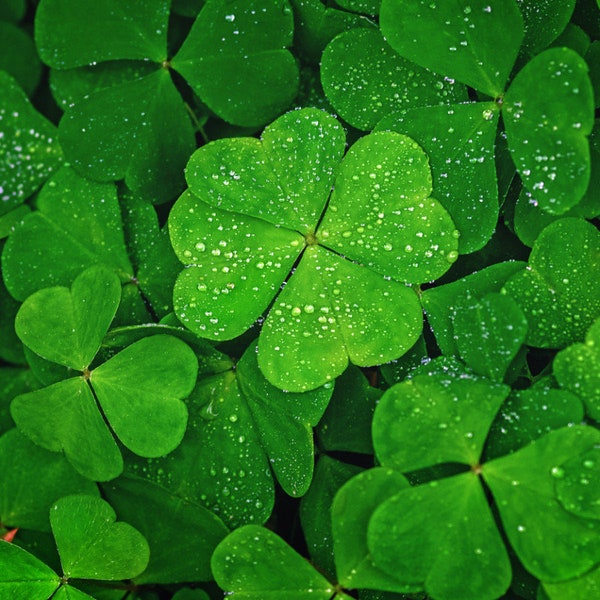 Graines de trèfle porte-bonheur, un beau cadeau, couleur incroyable, amusantes et faciles à cultiver, biologiques, expédition rapide, chance des irlandais, les enfants adorent