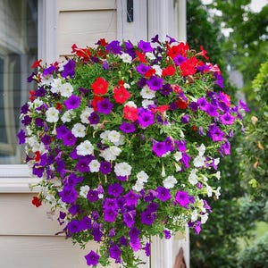 Peut inclure: Un panier suspendu débordant de pétunias aux couleurs vives. L'arrangement floral présente un mélange de fleurs rouges, blanches et violettes, créant un affichage coloré. Les fleurs sont luxuriantes et pleines, avec un feuillage vert en arrière-plan.