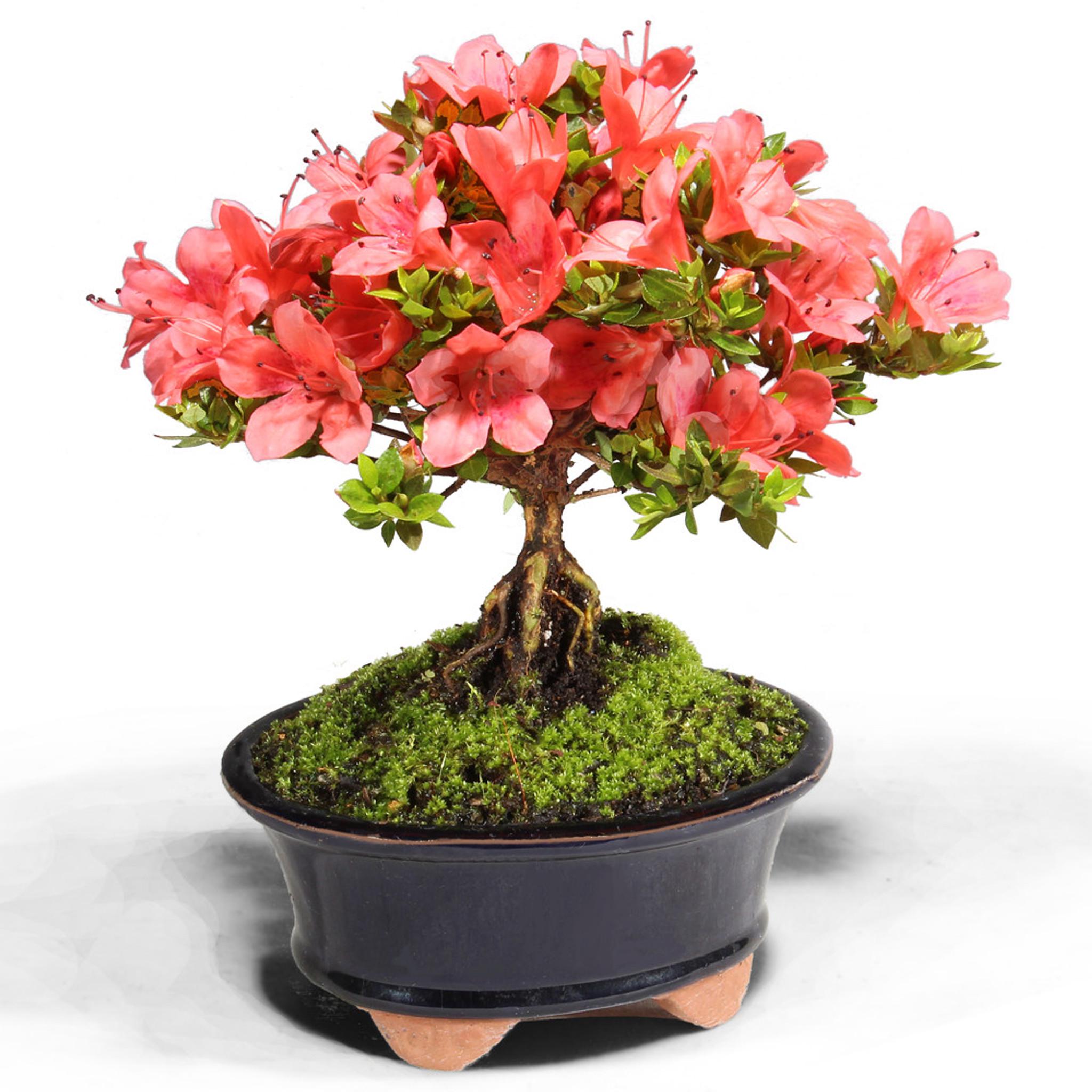 ピンクのサルスベリ盆栽の種：オーガニックガーデニングDIY開花花
