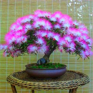 Pink Persian Silk Bonsai Tree seeds, gift for him her mom dad teacher, home decor birthday house plant DIY gardening Sleeping Tree perennial