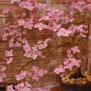 Puede incluir: Un bonsái con flores de color rosa brillante. Las ramas del árbol están adornadas con numerosas flores, sobre un fondo de bambú. La maceta está llena de pequeñas piedras de color claro.