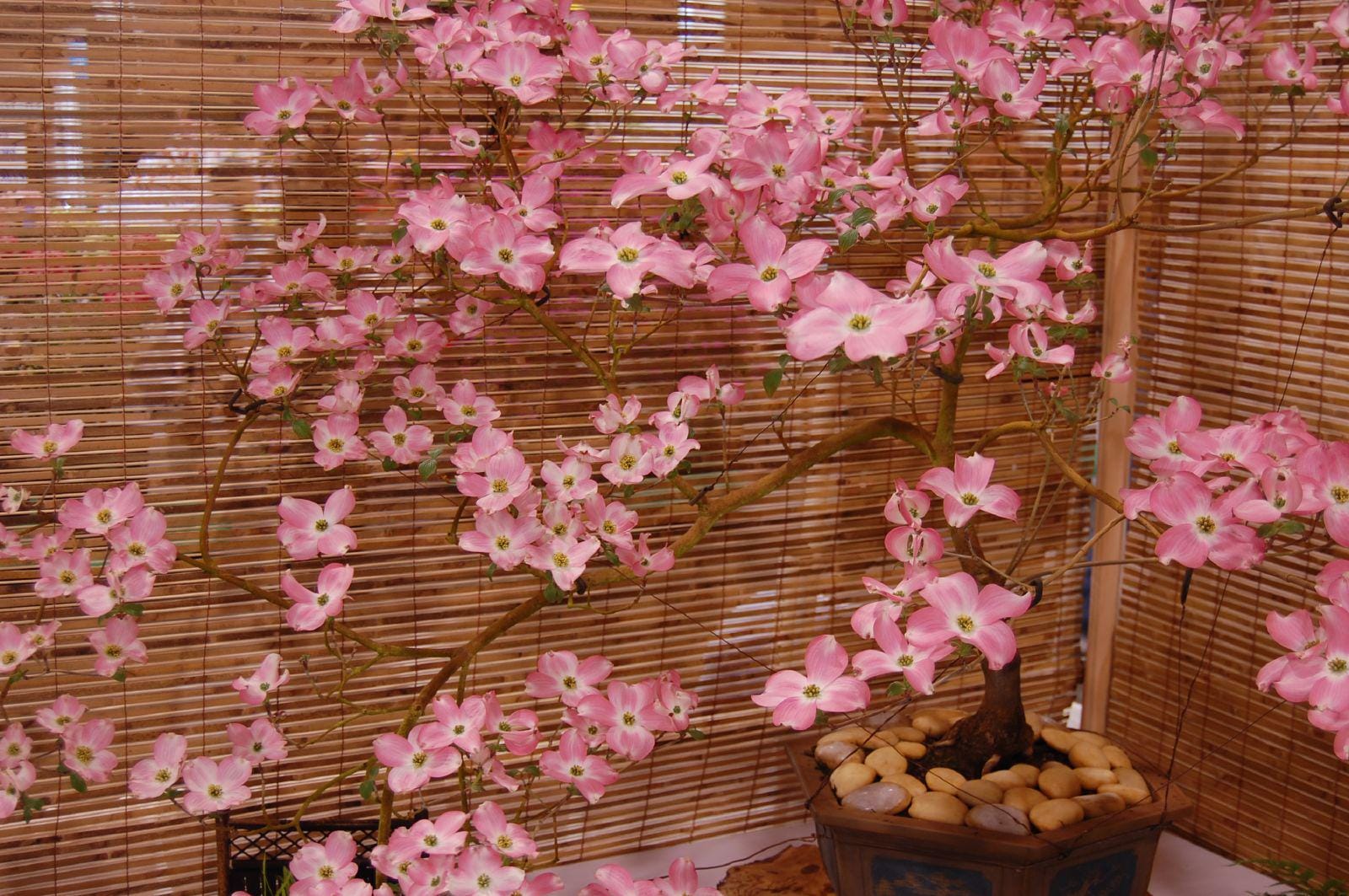 Rosa Hartriegel Bonsai-Baumsamen: DIY blhende Staude, einfach zu zchten,  mehrjhrig - Etsy.de