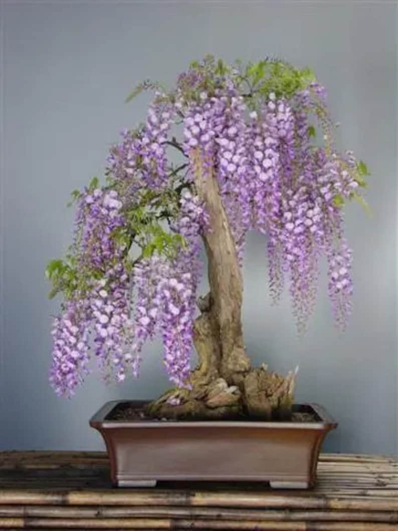 Purple Rain Bonsai Seeds Tree Wisteria Fast Growing Amazing Etsy