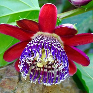 Rote Passionsblume Samen, Passiflora bestes Geschenk für ihn ihre Mutter Papa Lehrer, Wohnkultur Geburtstag DIY Gartenarbeit blühende Zimmerpflanzen