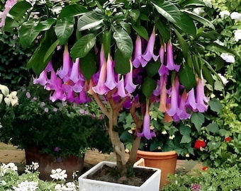 Semillas de Brugmansia Trompeta: Jardinería orgánica, Planta con flores para interior y exterior, Fácil cuidado, Trompetas de ángel