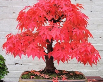 Może przedstawiać: Bonsai z klonu japońskiego o żywych czerwonych liściach. Drzewko ma ciemnobrązowy pień i gęstą koronę z czerwonych liści. Jest posadzone w prostokątnej doniczce, z opadłymi liśćmi i mchem u podstawy. Doniczka ma około 30 cm długości.
