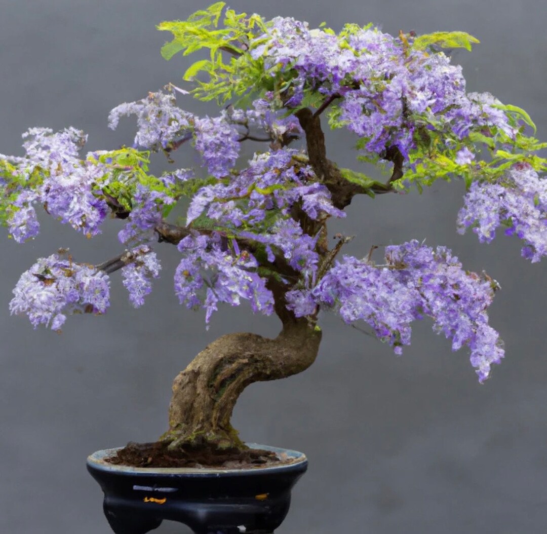 Purple Blue Jacaranda Bonsai Tree Seeds, Amazing Colors, Fun and Easy