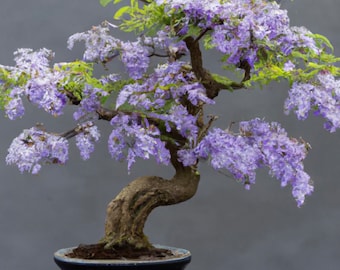 Może przedstawiać: Drzewko bonsai z grubym, sękatej pniem i gałęziami pokrytymi delikatnymi fioletowymi kwiatami. Drzewko jest posadzone w czarnej ceramicznej doniczce z szeroką podstawą.