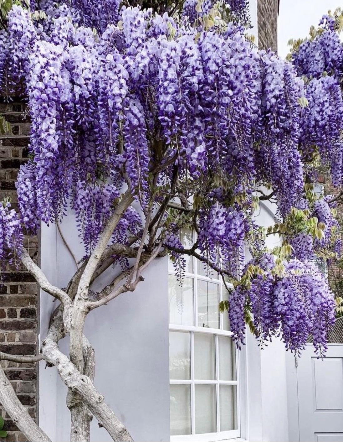 Blue Rain Wisteria Tree Seeds, Best Gift for Him Her, Home Decor Birthday,  Teacher Gifts for Mom Dad Organic Gardening DIY Flowering Plants - Etsy