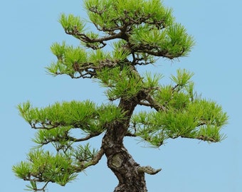 Japanese Bonsai seeds, for all year round, Fast Growing, Gift idea, Fun and Easy to Grow, Fast Shipping, Organic