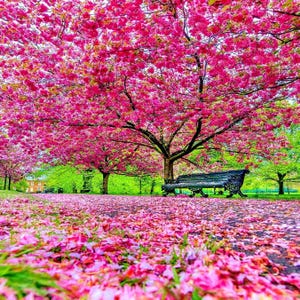 Pink Cherry Blossom Tree seeds, gift for him her mom dad teacher  birthday house plants DIY gardening perennial Japanese Sakura