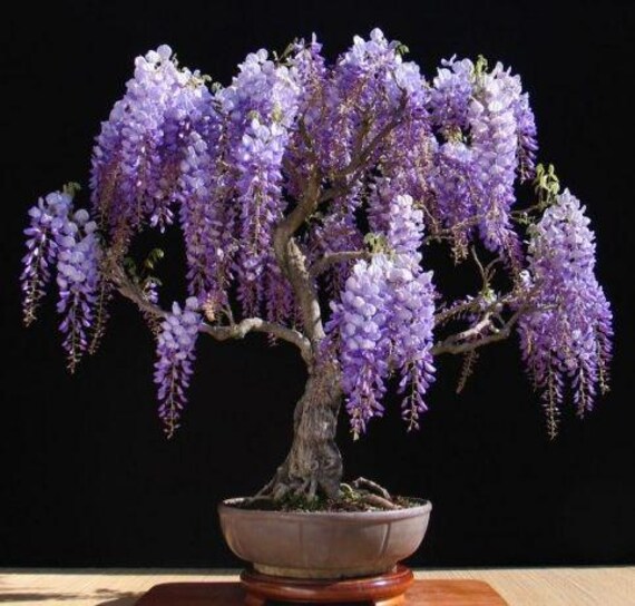 Zelda Wind Waker Wii Blaue Regenbogen-Wisteria Samen  Hochwertige Samen  Mit Anleitung, Helen's Greenhouse