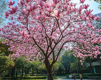 Semillas de flor de magnolia rosa, cultiva tu propio tulipán en flor con instrucciones sencillas, perenne resistente a las heladas.