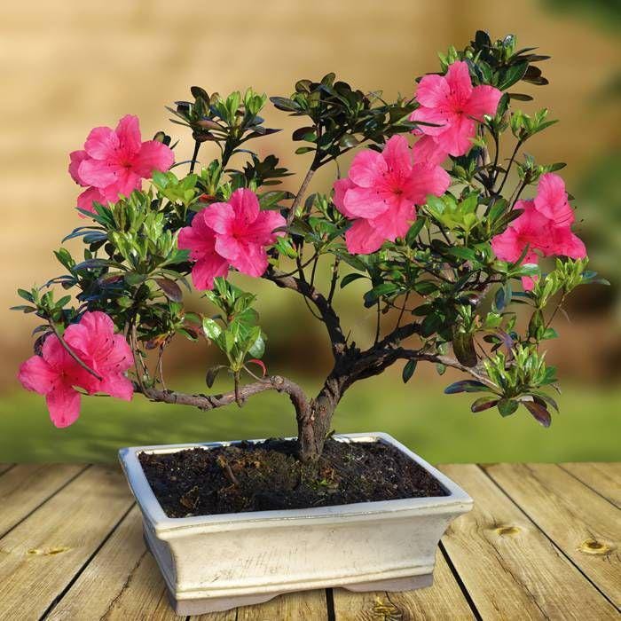 Pink Lagerstroemia Indica Bonsai Tree Seeds: Organic Gardening DIY  Flowering Flower - Etsy