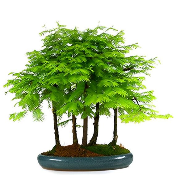 Metasequoia Bonsai Tree Seeds: 150 Million Year Old Fossil Tree, House and  Garden Plant - Etsy
