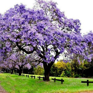 Purple Blue Paulownia Tree Seeds: Frost Hardy Perennial, Easy Care