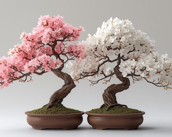 ぼんやり子だぬき ピンク 桜 桃色 さくら 日本のピンクの桜の木の種子：Prunus Serrulata、Sakura - Etsy 日本