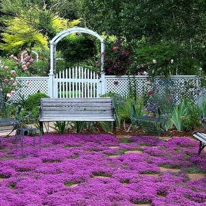 Könnte beinhalten: Eine ruhige Gartenszene mit einer Holzbank, einem weißen Zaun und einem gewölbten Tor. Der Boden ist mit leuchtend violetten Blumen bedeckt, mit grünem Laub und anderen Blumen im Hintergrund. Metallstühle sind auf beiden Seiten der Bank platziert.