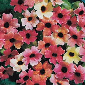 Sementes coloridas de Thunbergia (Susan de olhos negros): Jardinagem orgânica faça você mesmo, Plantas com flores, Fácil de cultivar