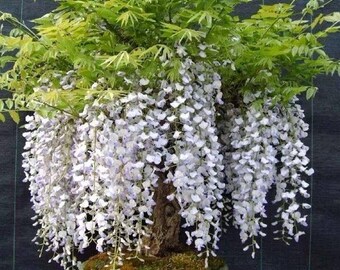 Blue rain (Wisteria sinensis), Wisteria, in Ystad, Scania, Sweden