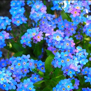 Blue Forget Me Not seeds, best gift for him her mom dad teacher, indoor & outdoor home decor birthday DIY flowering house plant organic