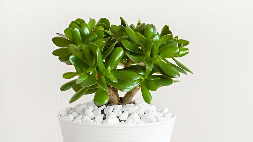 succulents in bulk Assorted 2'' Succulent Sets main image 1
