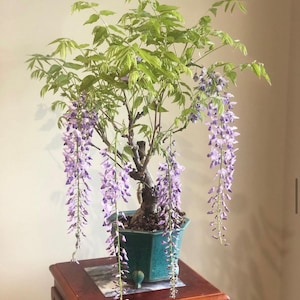 May include: A bonsai tree with purple wisteria flowers in a blue and green ceramic pot. The tree is on a wooden stand.