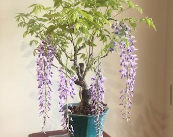 Purple Rain Wisteria Living Room Bonsai Seeds, Amazing Colors, Best Gift for him and her, Easy to Grow, Success Guaranteed, Home decor