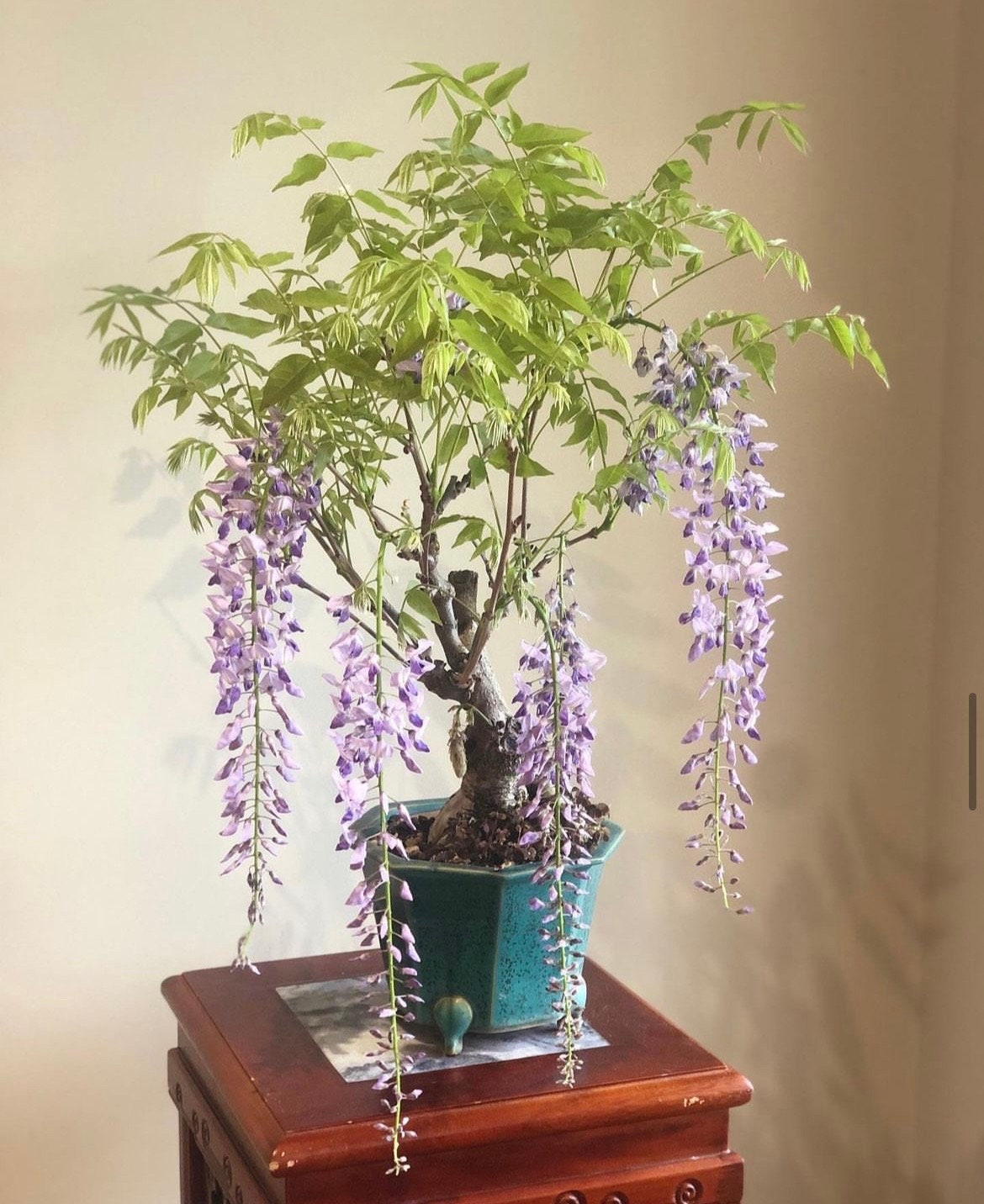 Wisteria Bonsai Tree Live Indoor Plant - Etsy
