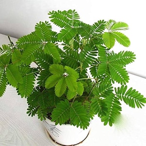 May include: A potted Mimosa pudica plant, or sensitive plant, with vibrant green, fern-like foliage. The plant sits in a white ceramic pot with a decorative pattern. The leaves are open, showcasing their intricate design.