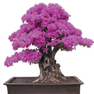 Graines de bonsaï Pink Love Tree, croissance rapide, couleur étonnante, meilleur cadeau, amusant et facile à cultiver, mini arbre de Judée rose, cadeau unique, expédition rapide