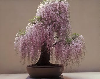 Semillas de bonsái de glicina rosa, el mejor regalo para él, ella, mamá, papá, maestro, decoración del hogar, cumpleaños, jardinería, plantas de interior con flores, perenne resistente a las heladas