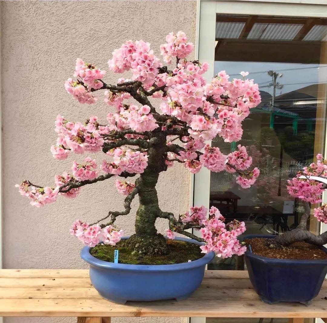 künstliche bonsai pflanzen Künstlicher Ficus Bonsai - Yui | 32 cm