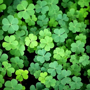 Lucky Irish Clover seeds, gift for him her mom dad teacher, home decor birthday house plants organic gardening DIY Ireland kids love these