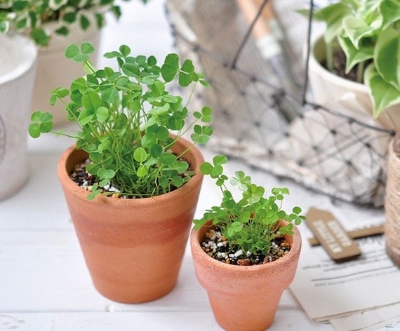 jade plant symbol Jade Plant I The Symbol of Luck, Prosperity and Positivity I  Leafy Island