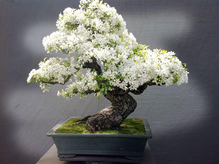 Japanische weie Kirschblten Bonsai-Baumsamen: DIY Sakura, Staudengarten-  & Zimmerpflanze - Etsy.de