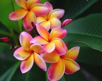 Frangipani Plumeria Samen: DIY Wohndekor, Hawaiiblume, pflegeleicht,  Zimmerpflanze - Etsy.de
