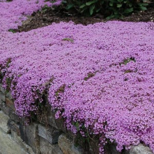 May include: A close-up of a stone wall covered in a carpet of vibrant pink flowers. The flowers are in full bloom, creating a lush and colourful display.