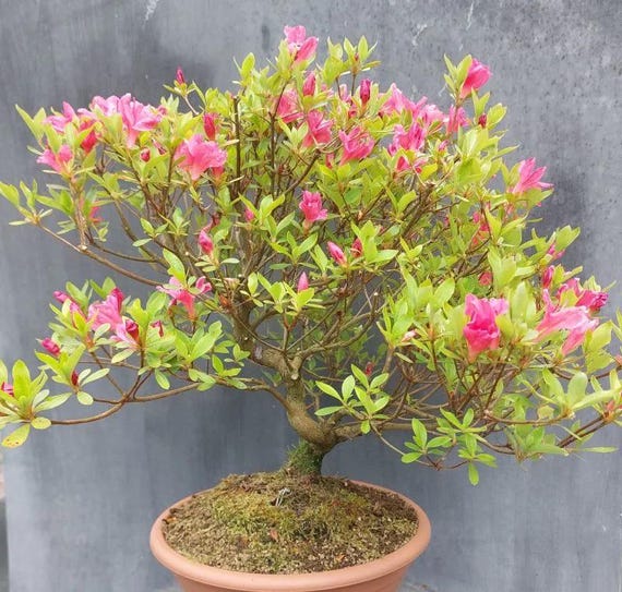ピンクのサルスベリ盆栽の種：オーガニックガーデニングDIY開花花